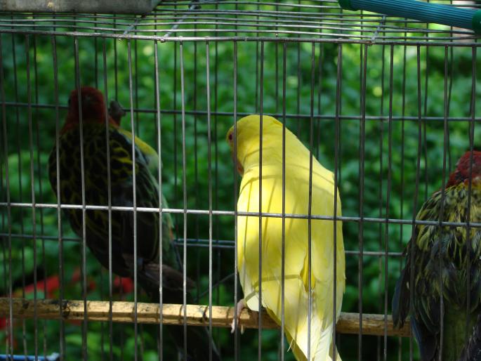 DSC00667 - 18-05-2008