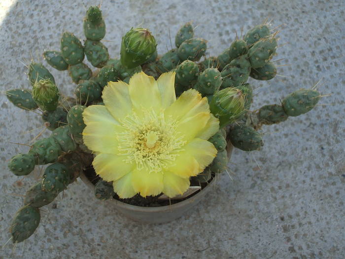 Tephrocactus russelii