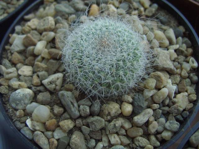 Mam.Hahniana - Mammillaria