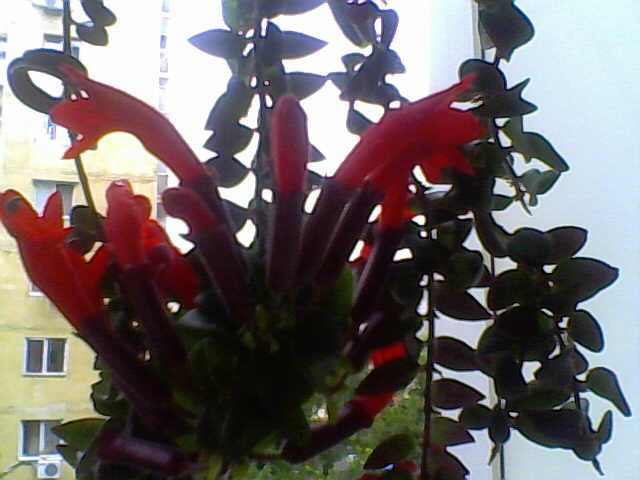 Picture 001 - florile mele