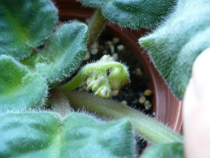 boboci Bob Serbin sport