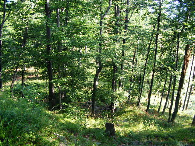 DSCF4509