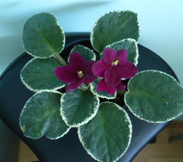 P1140268 - Saintpaulia - violete de camera