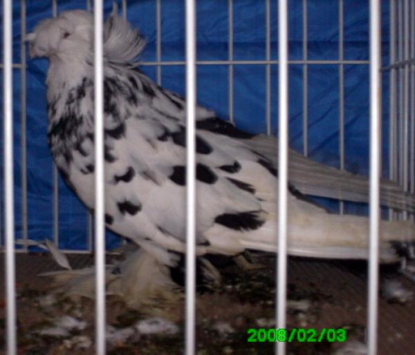 IMG_0069 - poze expo craiova