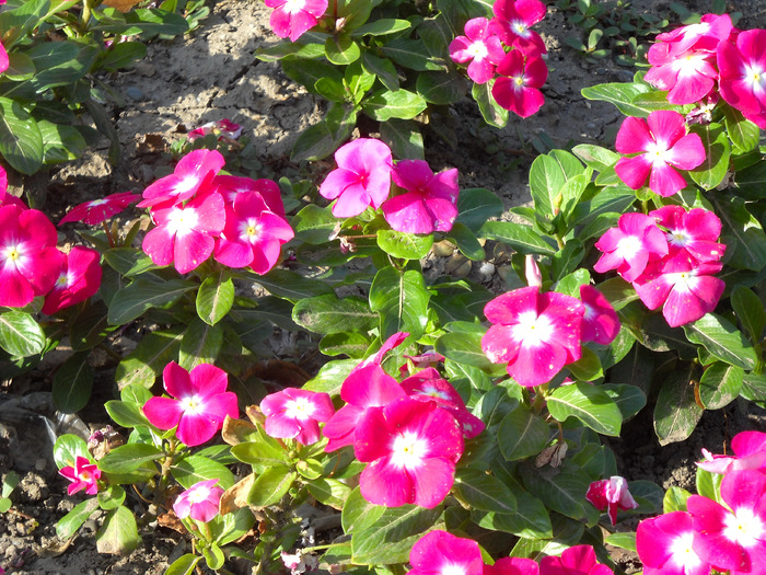 Picture 321 - flori dragute