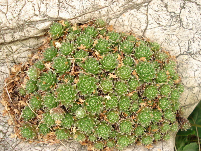 DSC01601 - Sempervivum