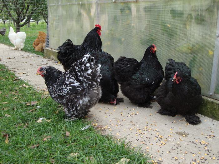 Cochin negru si bobat urias - AnimalesiPasari