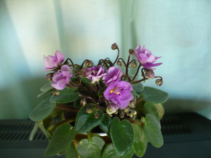 P1180784