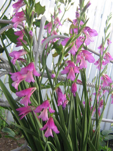 24 mai 025 - flori de gradina 2009