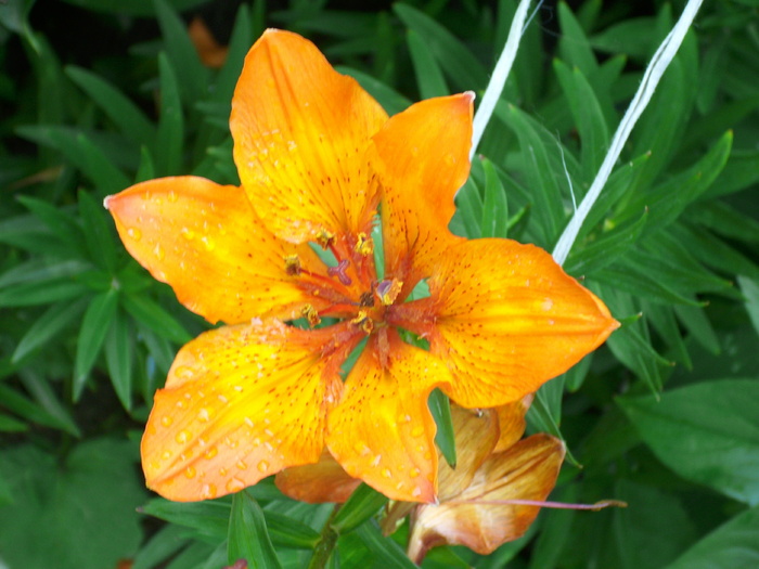 DSCI1014 - flori din gradina mea