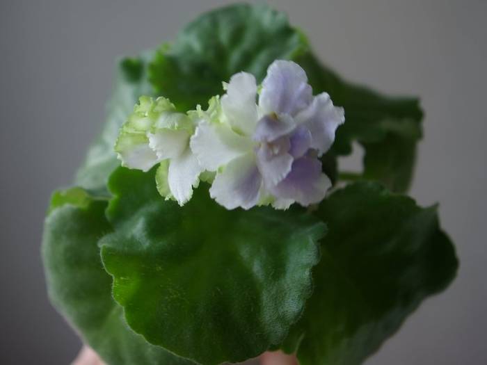 Irish Laughter (LLG/D. Herringshaw) - 2013 - Violete Africane