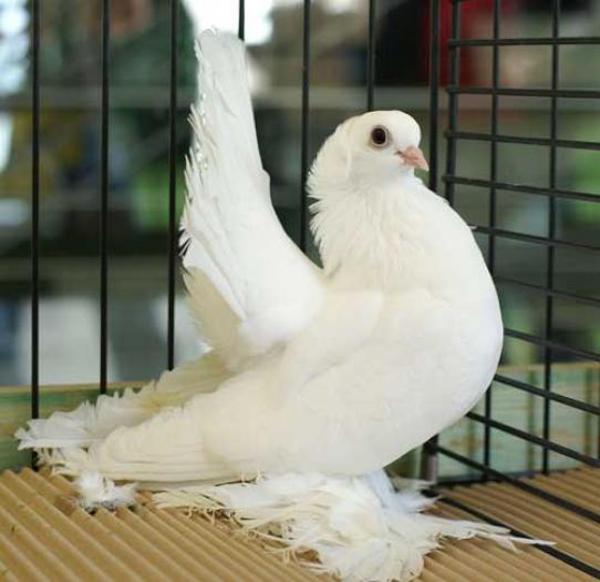 jucatori siberian