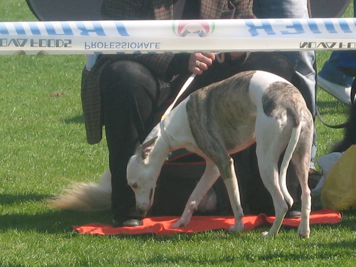 IMG_4782 - 98 expozitie chinologica craiova