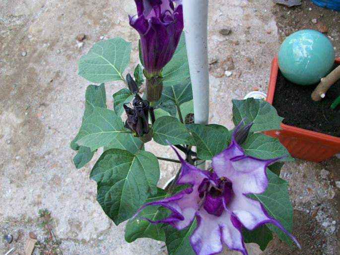 100_0380; datura mov
