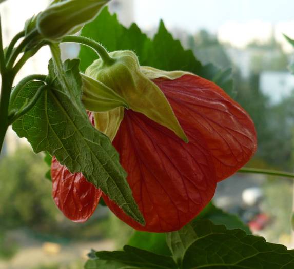 P1120545 - ABUTILONI