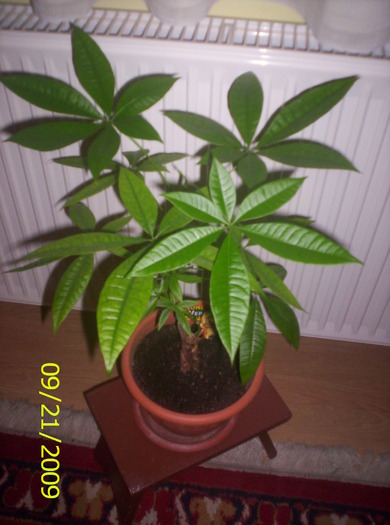 Pomisor Pachira; de-o vreme ne-am obisnuit unul cu altul...
