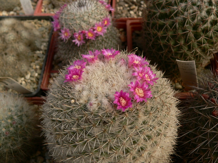 mammillaria_cadereytensis_1 - genul Mammillaria