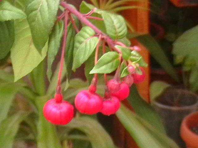 IMGA0444