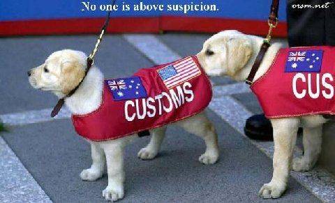 Customs puupies