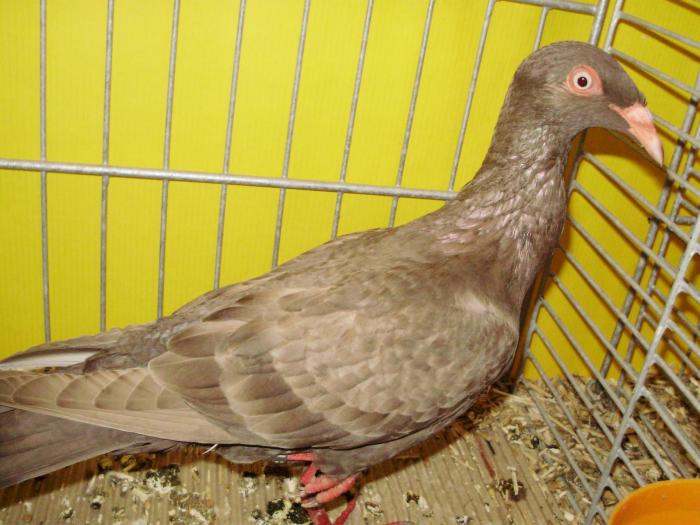 14318 deutsche langschnablige tbl brown 0 14318 deutsche langschnablige tbl brown 0