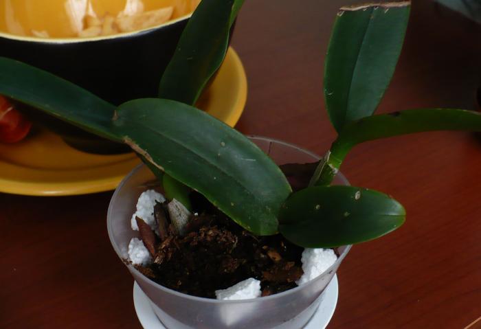 pui de Epilaeliocattleya - Orhidee