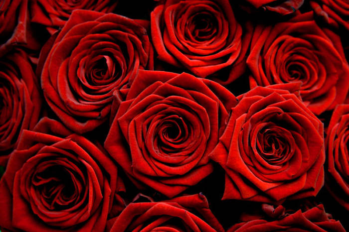 Trandafir (8) - Floare Dragostei