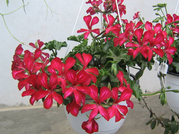 29mai 003 - muscate 2009