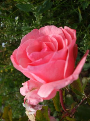 DSCF1529 - trandafiri
