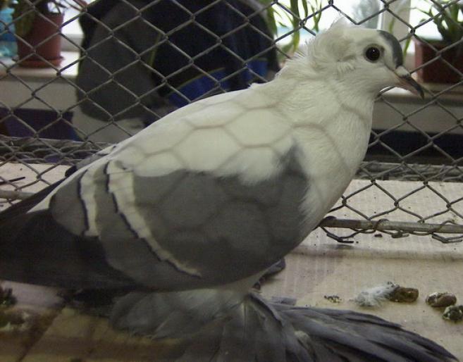 swallow blue white bars crested 1