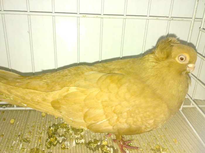 cta uni 15 - 1509 rom juc 1