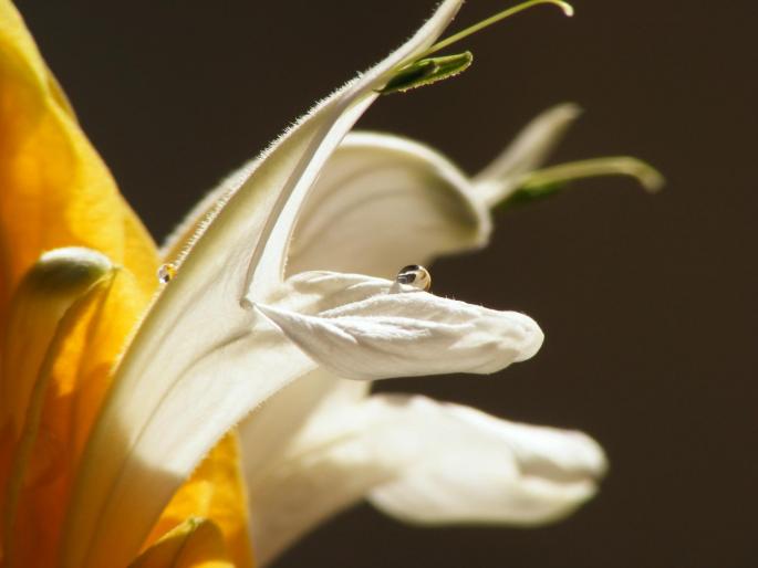 DSCF1741 - Pachistachis Lutea - The flower - EVOLUTION