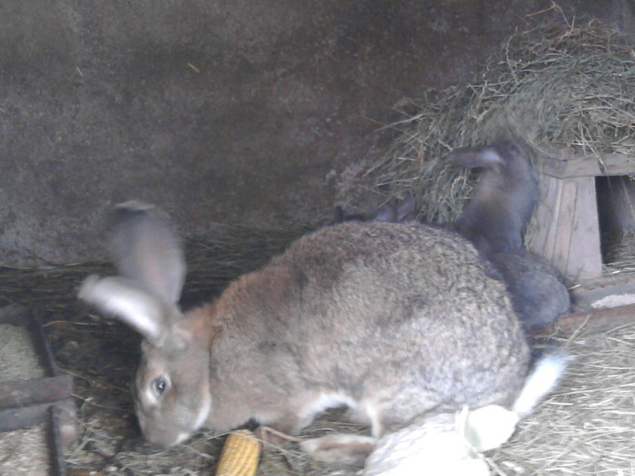 Fotografie0096 - de vanzare pui iepuri rasa urias belgian