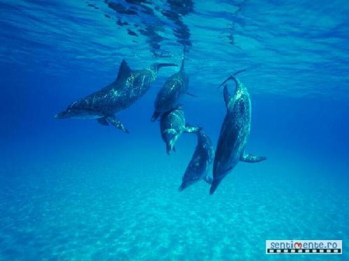 pic_74758-edit- - poze delfini