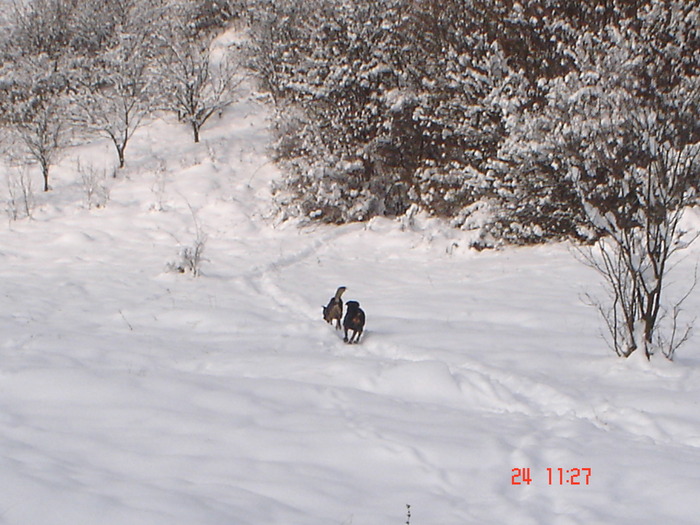 DSC08711 - Bella ianuarie 2010