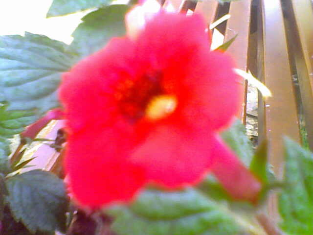 Picture 020 - achimenes