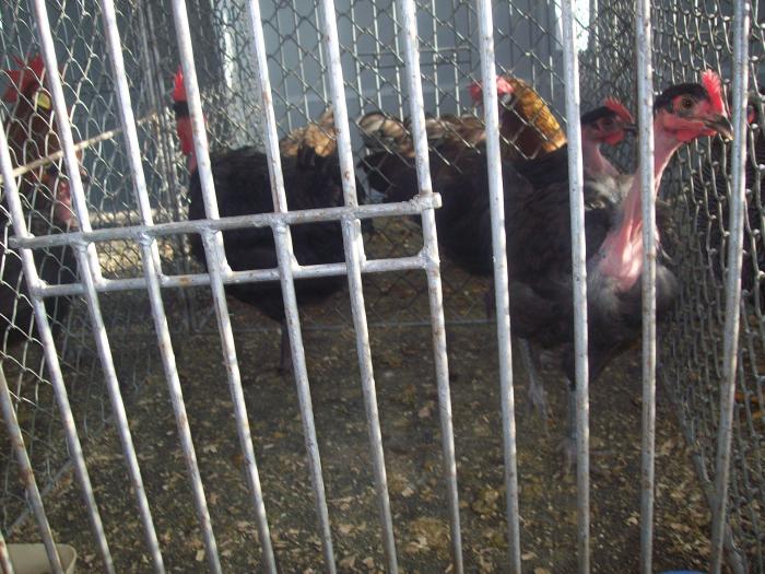 EXPO 2009 .01.09  CLUJ-NAPOCA 138