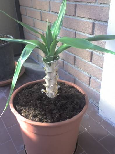 yucca