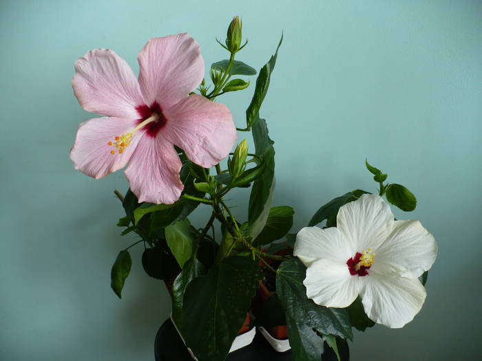 P1110499