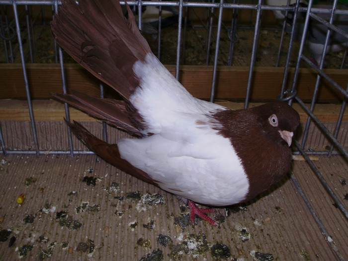 12267 roller oglindat 1