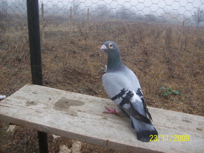 fata 2006 - porumbei voiajori stil vechi