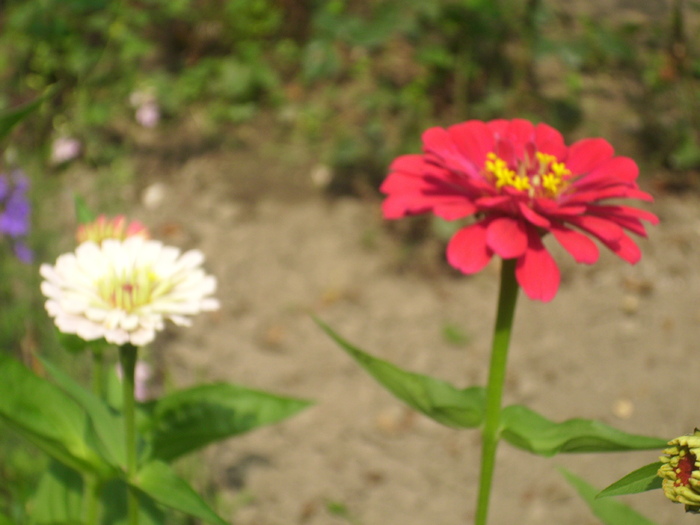 DSCI0496 - carciumarese-zinnia