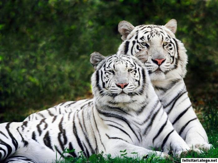 white-phase-bengal-tigers_800 - poze tigri