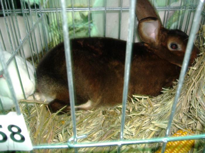 DISZNOVAGAS KEPEK 238