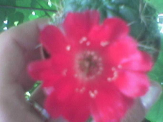 Cactus floare rosie