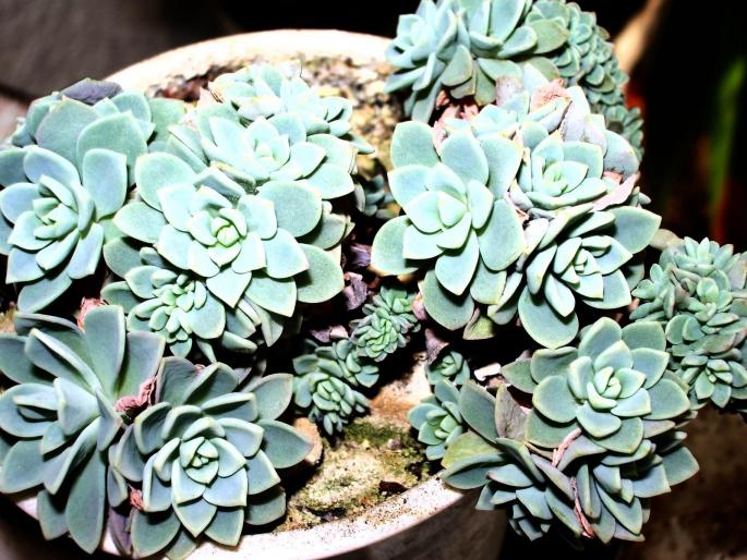 Echeveria 