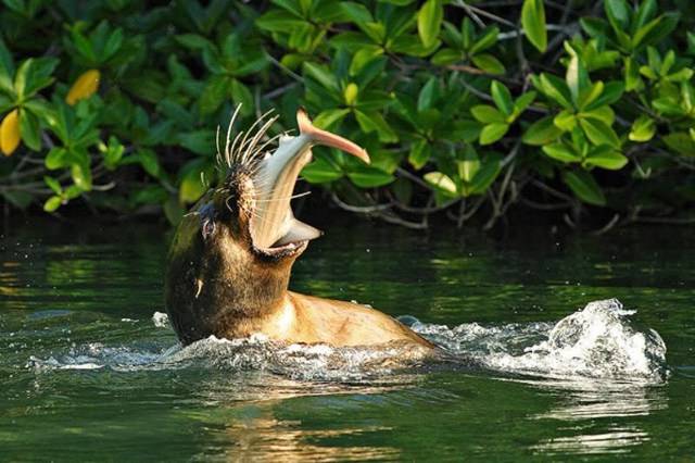 image03333 - funny animals