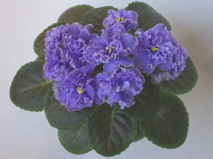 Ruffled Skies - 2013 - Violete Africane