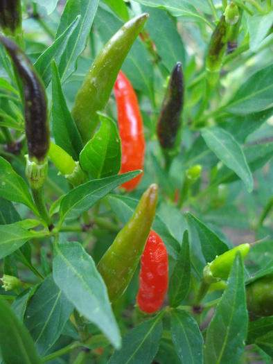 Black-Red Chili Peppers (2009, Sep.14) - Black Chili Pepper_02