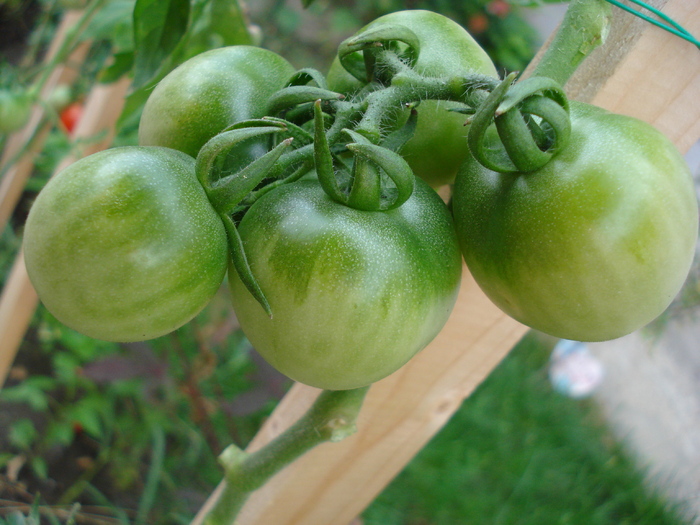 Tomato Cerise (2009, Sep.12)