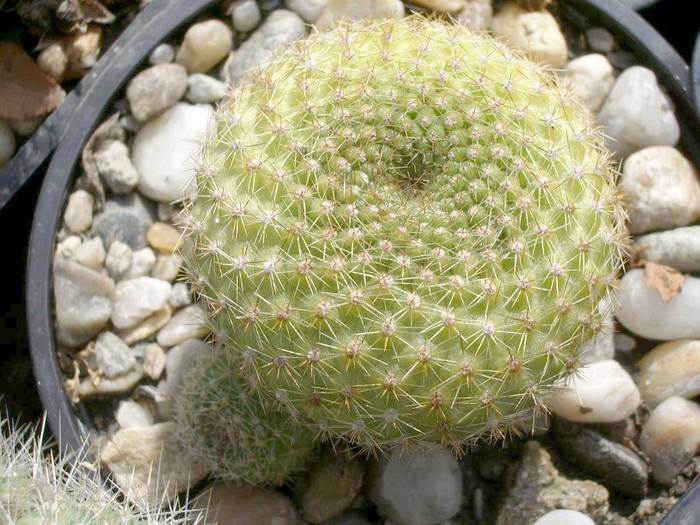  - Rebutia